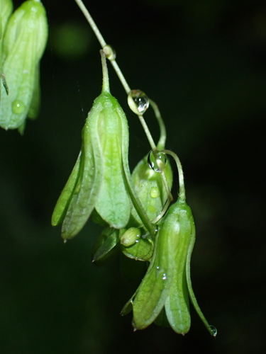 Dinetus racemosus, photograph 1