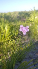 Callisia ornata