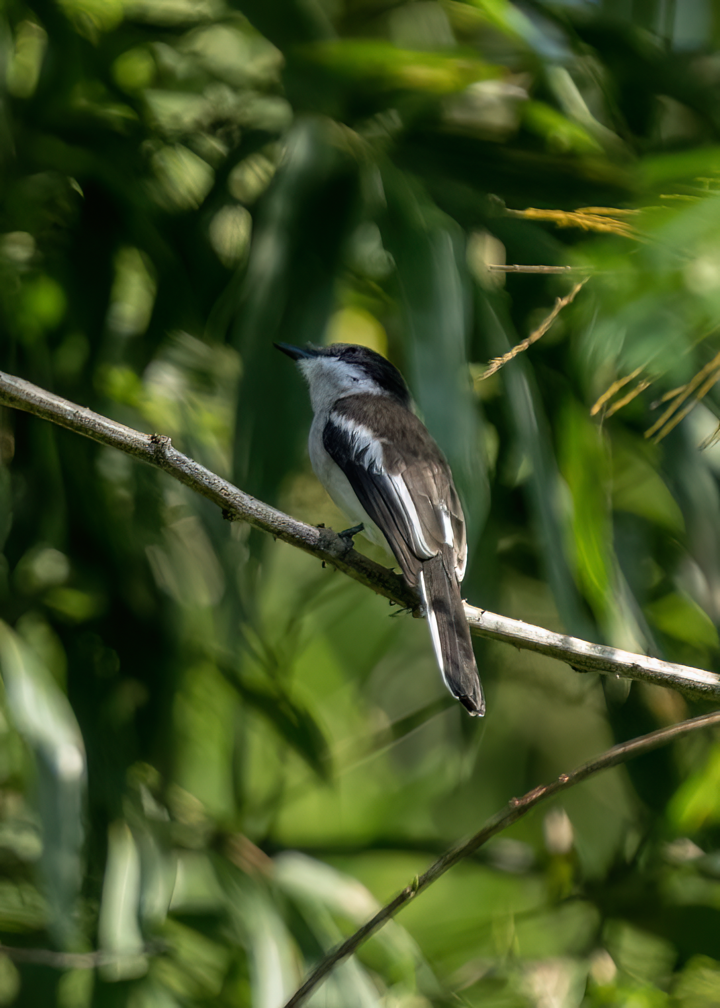 Bar-winged Flycatcher-shrike (Hemipus picatus)