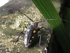 Batocera parryi
