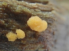 Sphaerosporium lignatile