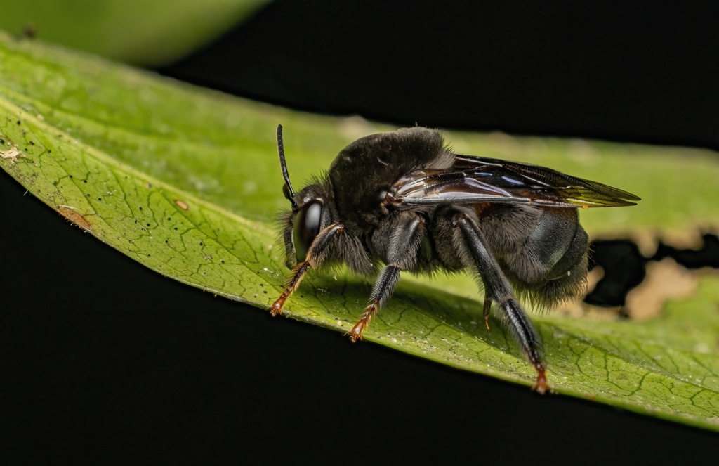 Ptiloglossa olivacea