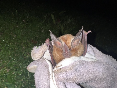 Southern Golden Bat