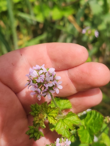 Image of Pelargonium inodorum by no rights reserved
