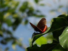 Biblis