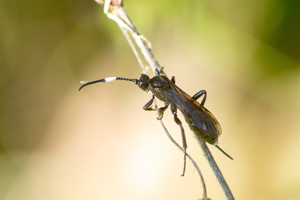 Picardiella tarsalis