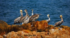 Pelecanus occidentalis