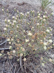 Chaenactis douglasii douglasii