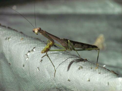 Plistospilota validissima