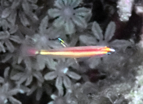 King dwarfgoby (Eviota raja) — Gobiidae — 5