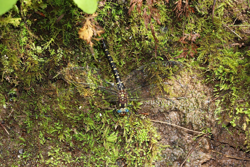 Cephalaeschna cornifrons