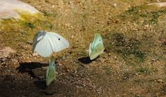Ganyra