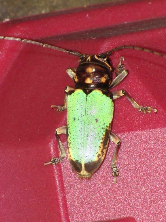 Prosopocera bicolor