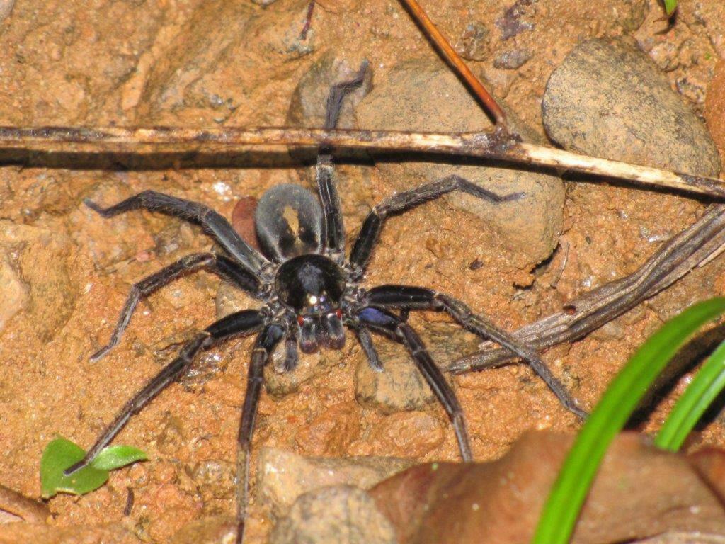 Amicactenus mysticus