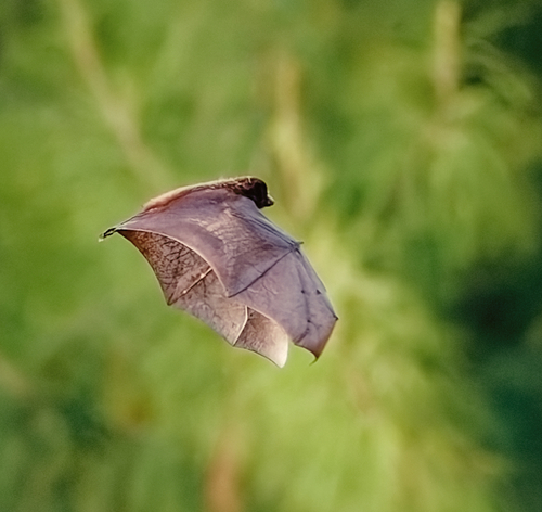 Pteropus molossinus observed 2024-11-20