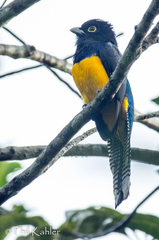 Trogon ramonianus