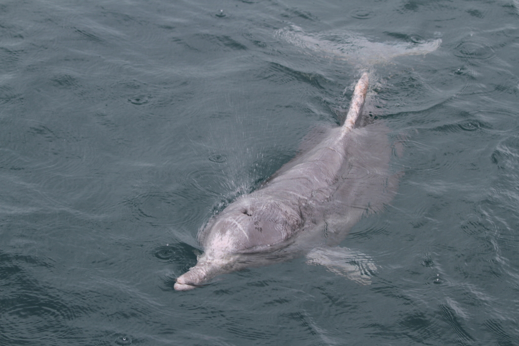 Pale grey Australian humpback dolphin at the surface, with its head, long snout and low dorsal fin visible, at Amity, Queensland