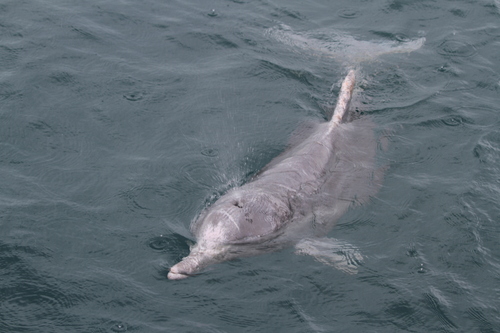 Australian Humpback Dolphin (Sousa sahulensis)