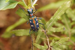 Cosmodela virgula