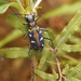 Cicindela virgula - Photo (c) Hannah Leung, some rights reserved (CC BY), uploaded by Hannah Leung