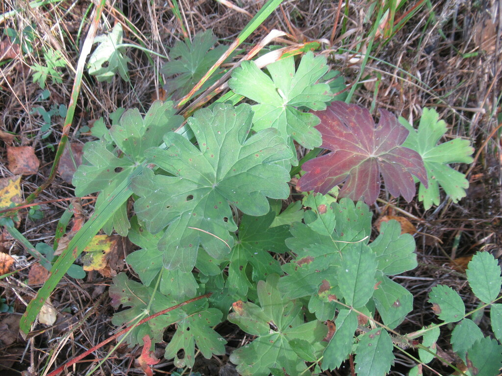 Wlassov's cranesbill