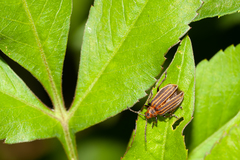 Neolochmaea dilatipennis