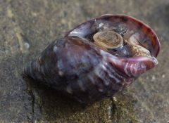 Buccinum baerii