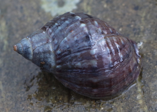 Buccinum baerii