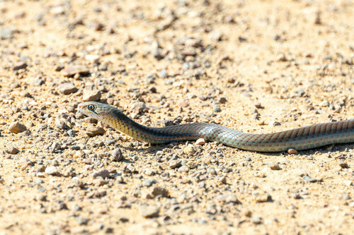 Lesser Black Whipsnake