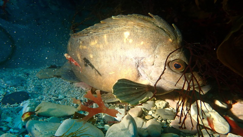 Pigfish (Congiopodus leucopaecilus) — Congiopodidae — 5
