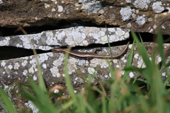 Cryptoblepharus poecilopleurus paschalis