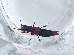 Platydracus phoenicurus