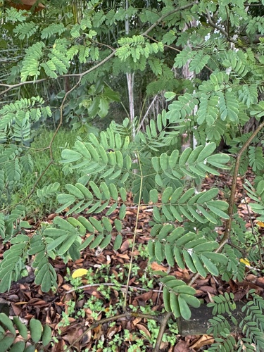 Libidibia ferrea