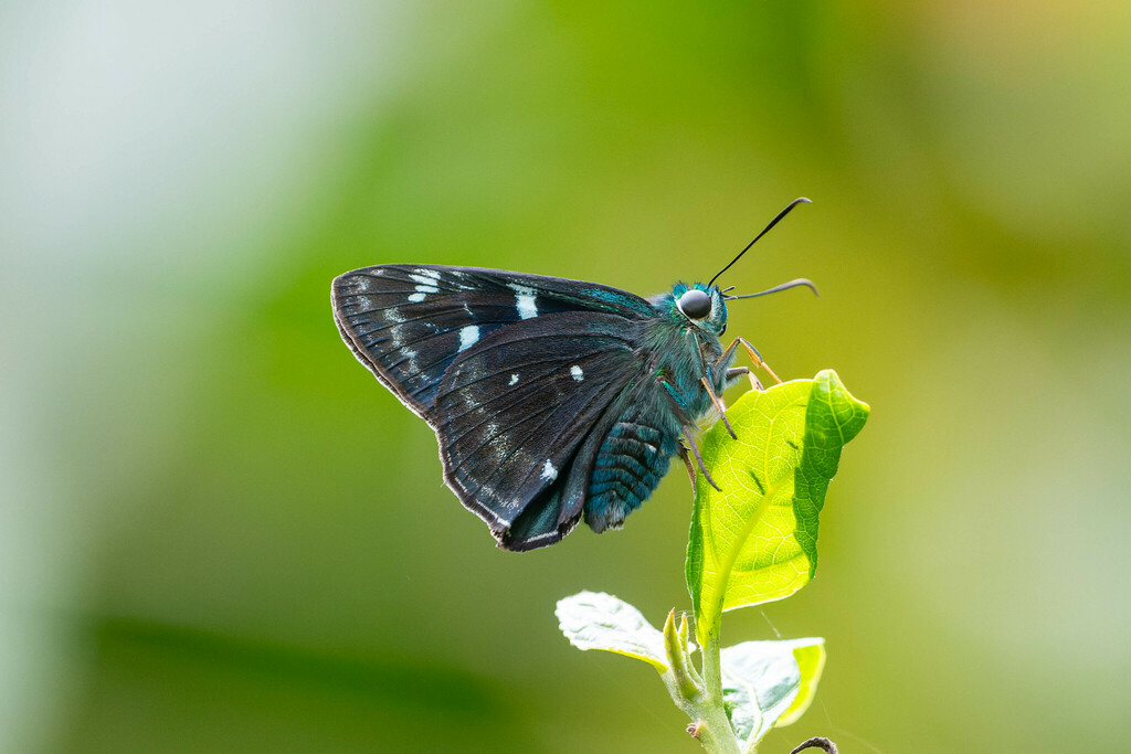 Greater Peacock Awl