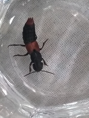 Platydracus phoenicurus