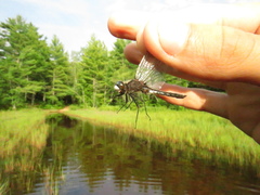 Leucorrhinia intacta