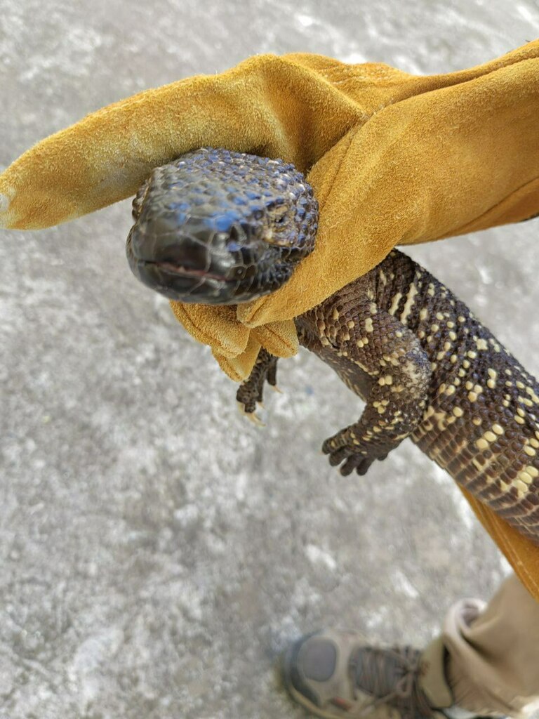 Beaded Lizard in December 2022 by Sonia J. A. · iNaturalist