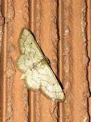 Idaea productata