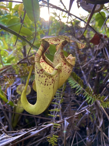Image of Nepenthes rafflesiana by (c) John Witton, some rights reserved (CC BY)