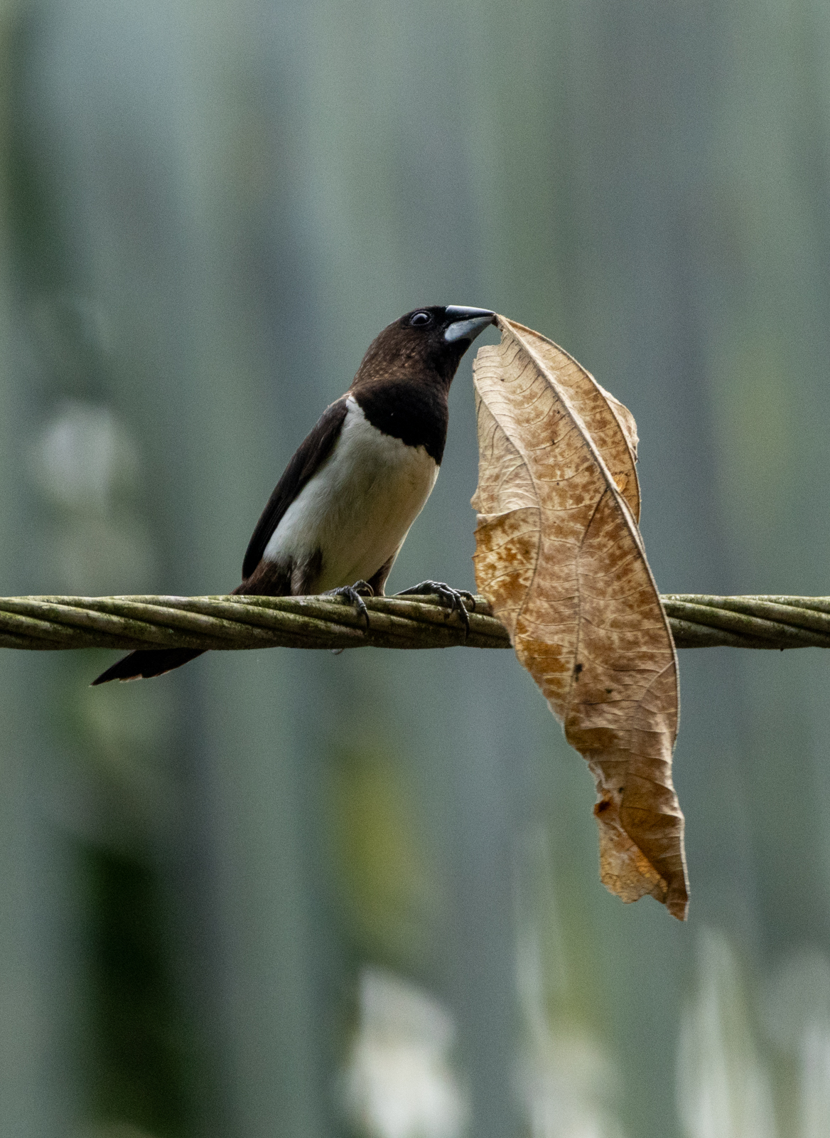 White-rumped Munia (Lonchura striata)
