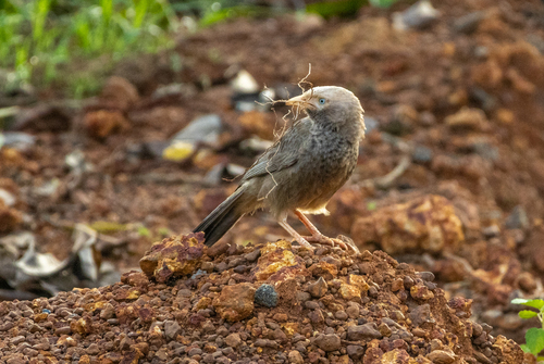 Yellow-billed Babbler (Argya affinis), photo 10