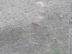 Furnarius rufus