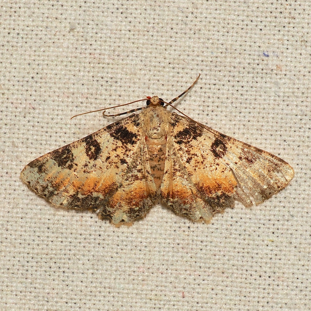 Paradromulia laeta (Paradromulia laeta)