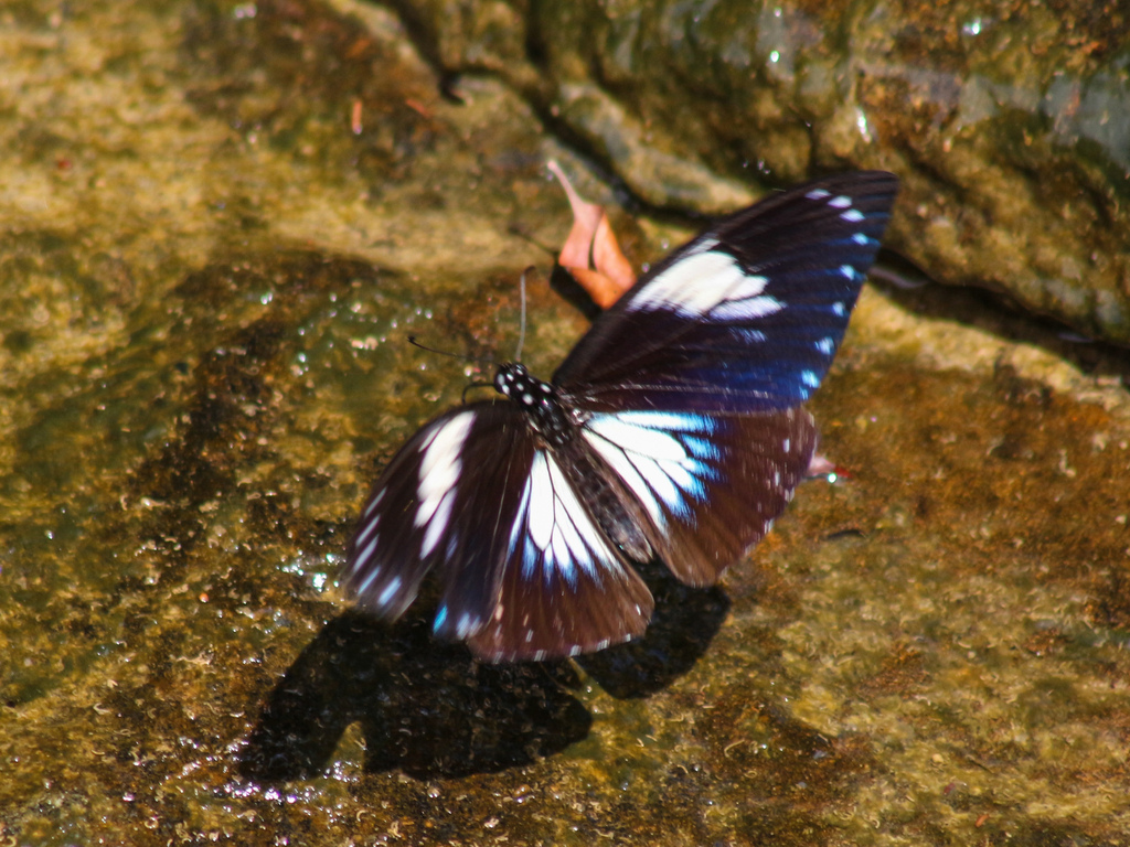 Papilio paradoxa