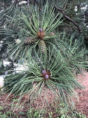 Pinus
