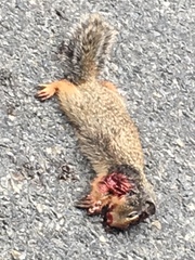 Urocitellus columbianus