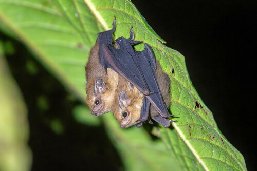 Dark Sheath-tailed Bat
