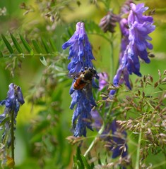 Polydontomyia curvipes