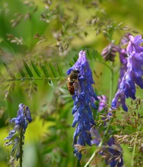 Polydontomyia curvipes