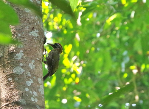 Picus vittatus